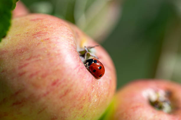 istock Cute little ladybug on apple in garden 2233219354