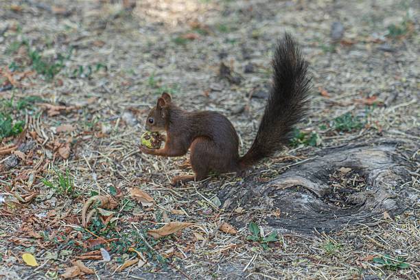 Eichhörnchen im Garten