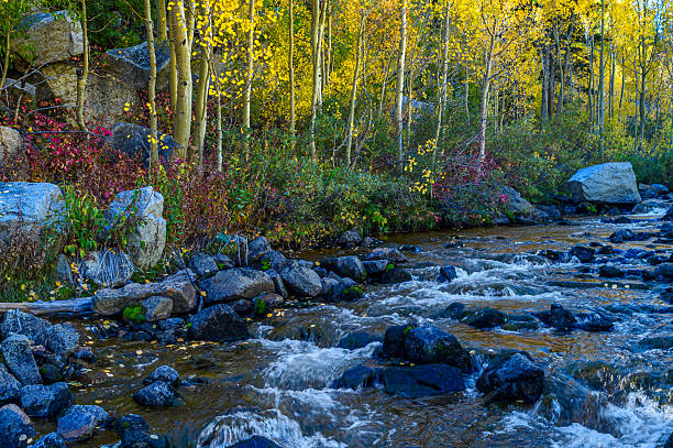 Colorful fall aspen trees growing alongside Sierra mountain creek.Taken in the Eastern Sierra Nevada mountain range, USA