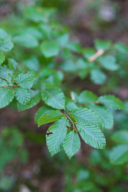 istock Close-up of vibrant green beech leaves in a lush forest setting 2233223954