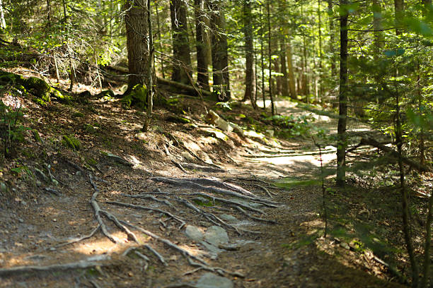 Sunlit forest path with trees and roots in a serene woodland scene.