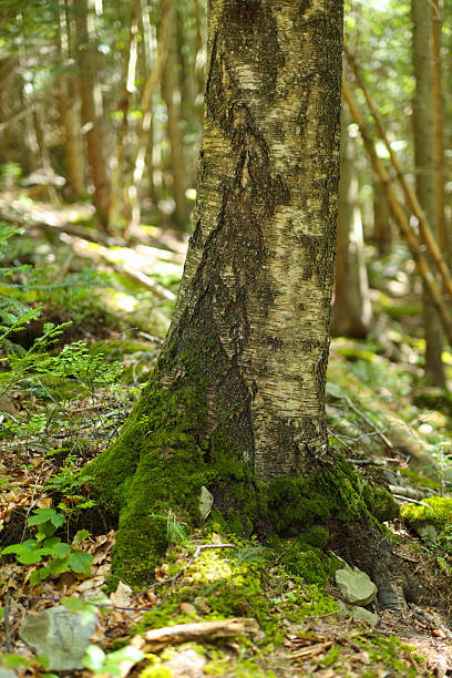 istock Mossy tree trunk in sunlit forest landscape with vibrant green foliage 2233224117