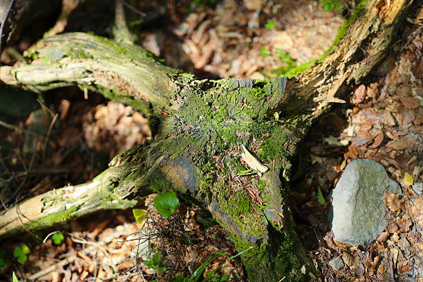 Moss-covered tree root in sunlit forest with fallen leaves and rocks.