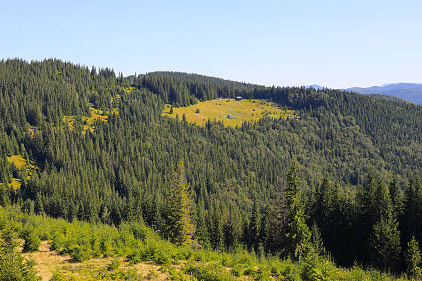 istock Lush evergreen forest landscape with scenic mountain view under clear blue sky 2233224824
