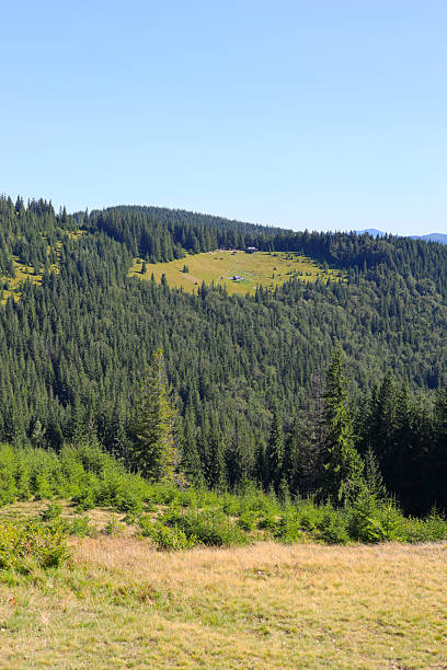 istock Mountain valley with lush forest, open meadow, and clear sky 2233224827