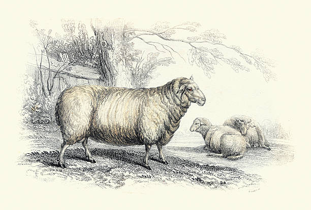 Dishley New Leicester Ram, Sheep, Livestock, art print, 19th Century