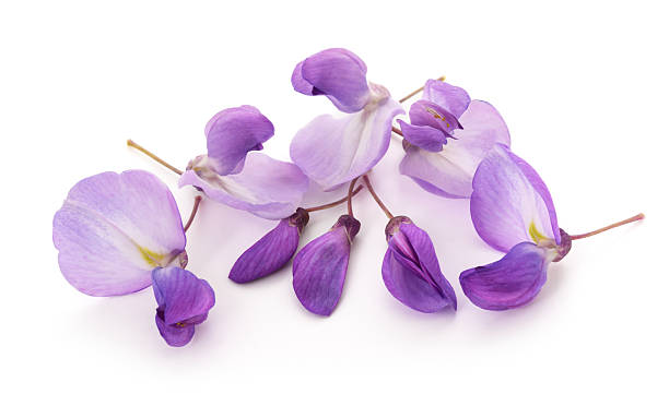 istock Wisteria flowers 2233227945