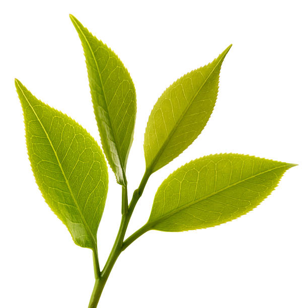 istock Camellia  sprig woth leaves 2233228245
