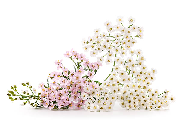 istock Pink and white  yarrow flowers 2233228271