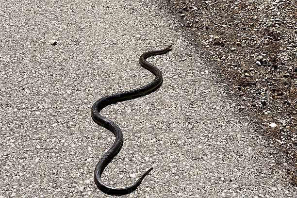 istock Black Snake Crossing the Road 2233228305