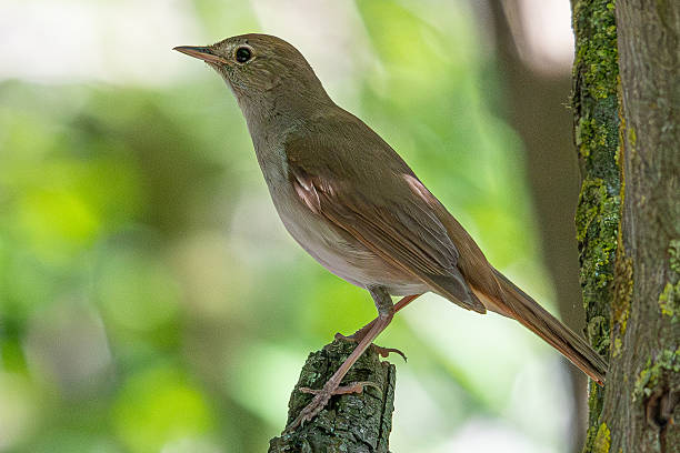 istock Thrush nightingale - luscinia megarhynchos - standing on a small branch 2233229523