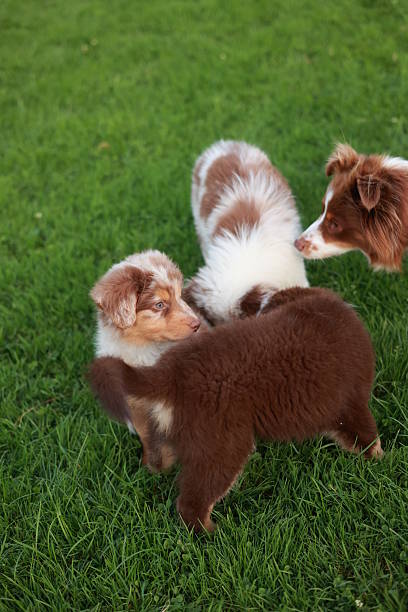 istock Three dogs are playing in a grassy field 2233230798