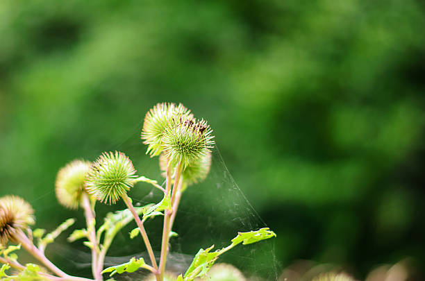 Close-up of Spiky Green Burdock Heads with a Delicate Spiderweb.