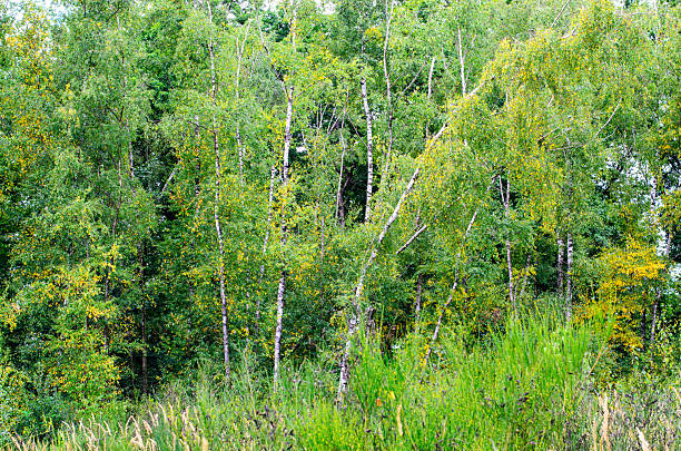 Birch forest, summer nature background