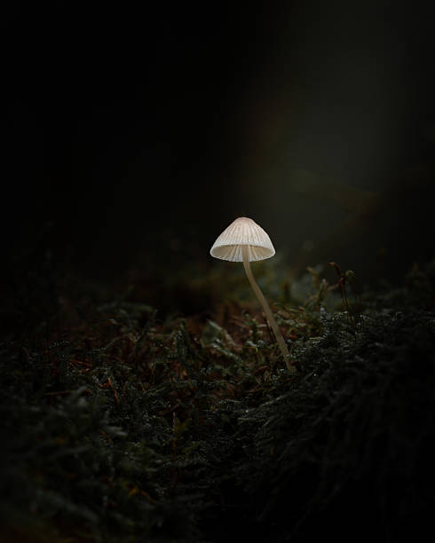 Delicate Pale Mushroom Gently Illuminated in a Shadowy Forest