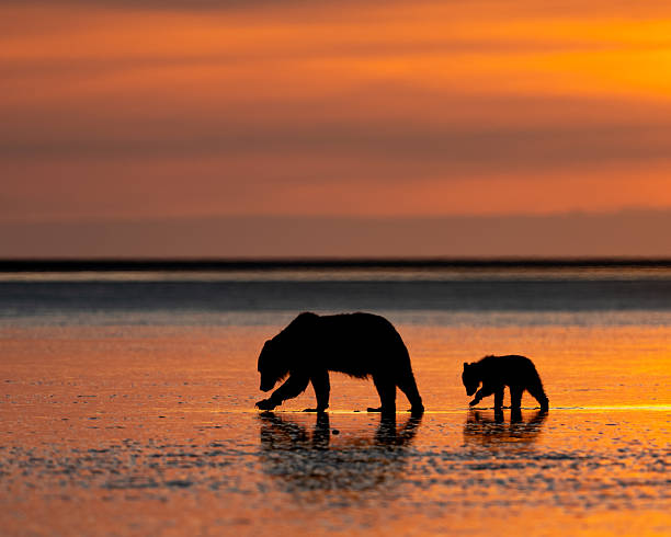 istock Sunrise mother bear and her cub on the beach 2233233366