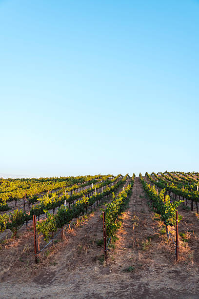 istock Temecula Valley, California, Vineyard 2233233515