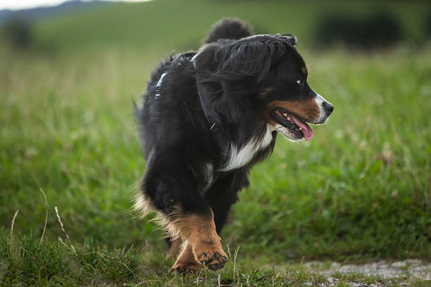 istock Domestic dog is walking on grass area. 2233234173