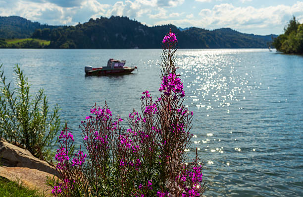 Tall pink wildflowers grow by the lakeside with sparkling water and a blurred rescue boat in the background. A natural summer landscape blending flora, water, and tranquility.