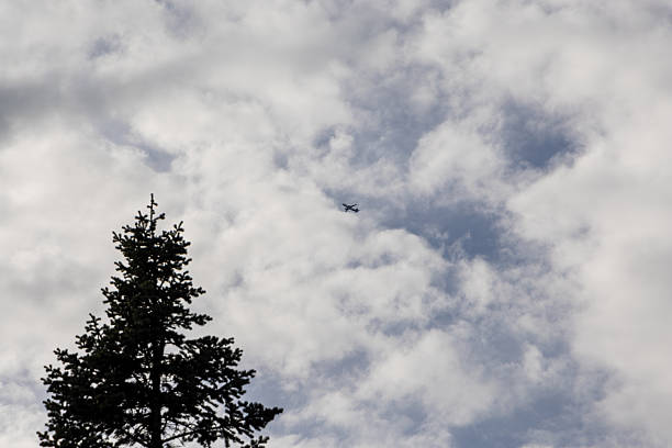 Airplane flying high in cloudy sky above pine tree top, symbolizing travel, aviation, freedom, and connection of nature with human engineering against the clouds.