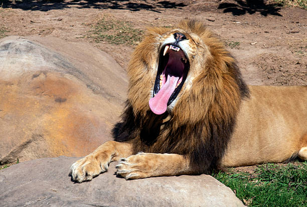 Low angle shot of a male African lion (Panthera leo) yawning, Kariega Game Reserve, Eastern Cape, South Africa. The African lion is listed as Vulnerable by the IUCN.