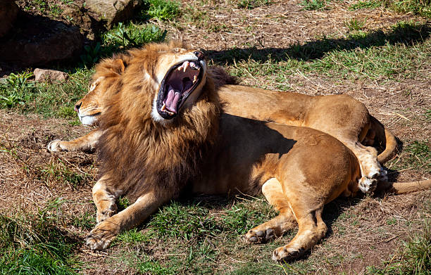 istock African Lion (Panthera Leo) Yawning 2233236715