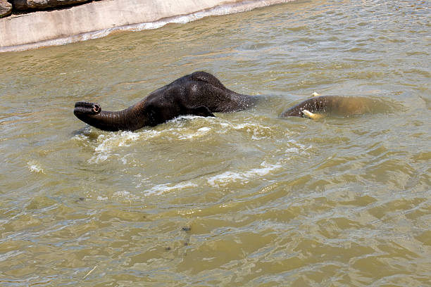 A pair of Asian Elephants (Elephas maximus) enjoying water bath at Sydney Zoo in Sydney, NSW, Australia (Photo by Tara Chand Malhotra)