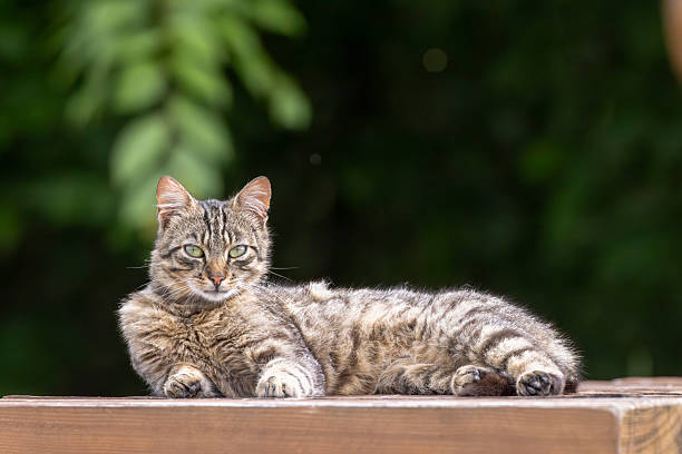 istock Tabby cat relaxing on wooden table in Lutowiska, Poland 2233239656