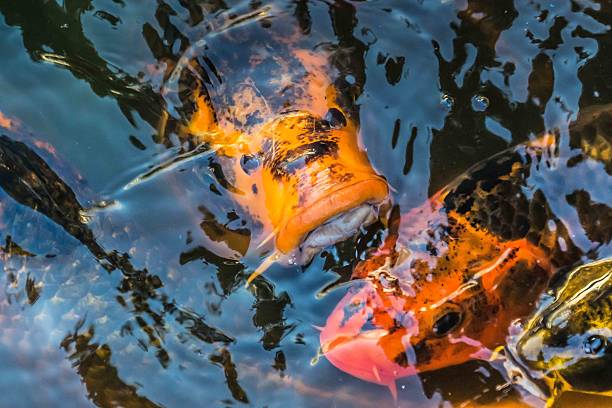 istock Orange Koi Fish Swimming in the Water 2233240237