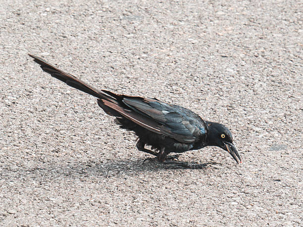 istock Great-tailed Grackle Bird on Pavement 2233240259