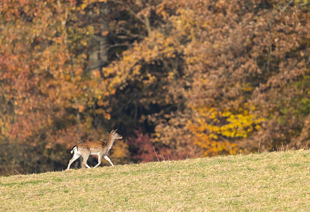 Fallow deer walking on meadow with autumn forest in background in Hrinova, Slovakia
