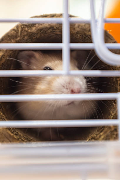 istock Cute white tiny hamster rat pet on a cage with white bars 2233241077