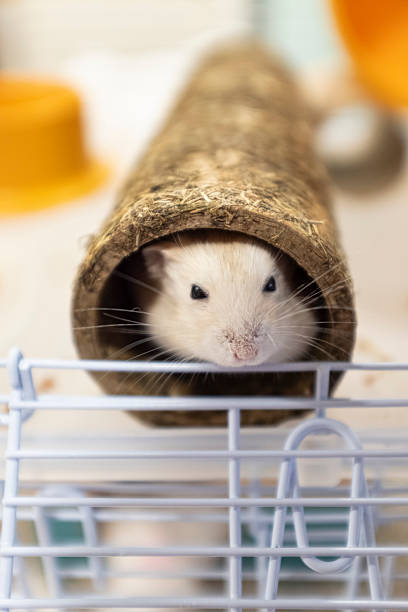 istock Cute white tiny hamster rat pet on a cage with white bars 2233241104