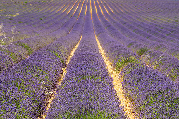 A vibrant lavender field featuring parallel rows of purple flowers, creating a picturesque and tranquil landscape under bright daylight.