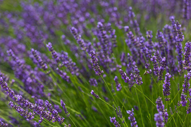istock Beautiful lavender flowers blooming in a field under natural sunlight 2233242560
