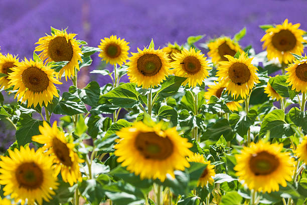 Bright yellow sunflowers flourishing under sunlight with violet lavender fields in the distance.