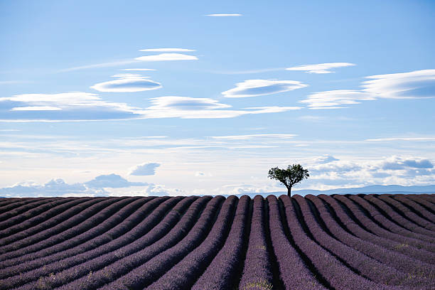 Serene lavender field with a single tree set against a clear, vibrant blue sky.