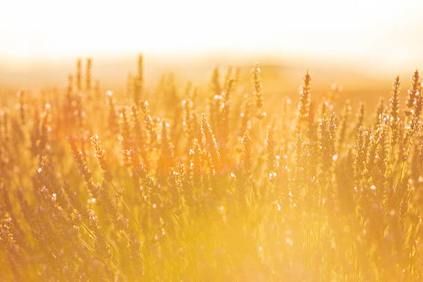 A radiant meadow glowing under the evening sun, showcasing wildflowers drenched in sunlight, evoking summer's serene beauty and tranquility.