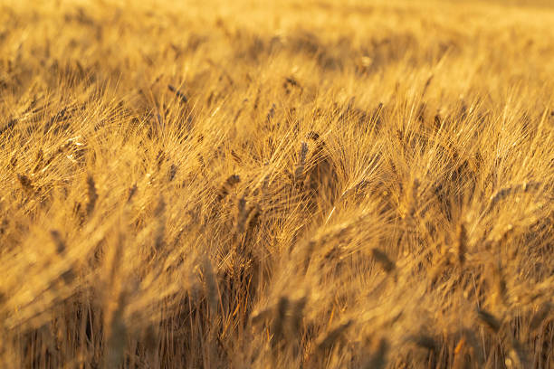 istock Golden wheat field glowing in warm sunlight during a summer evening 2233242743