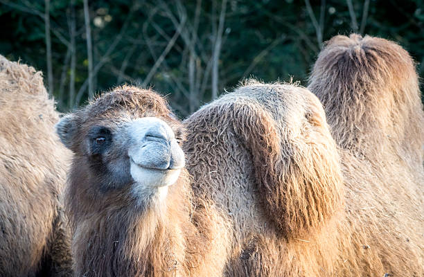 istock Dromedary camel with hump and head close up 2233242761