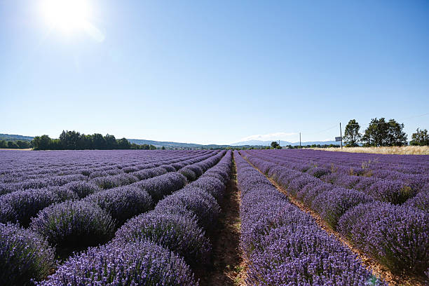 istock Vibrant Lavender Fields Under a Sunny Blue Sky in a Rural Landscape 2233242780