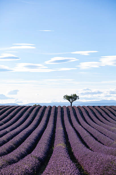 A serene lavender field featuring neat rows and a solitary tree under a clear sky. Captures natural beauty and tranquility, showcasing the vibrant purple hues and a sense of peaceful rural scenery.