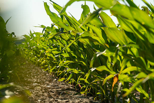 istock Corn plants growing in rows in a sunlit field during summer harvest season 2233242982