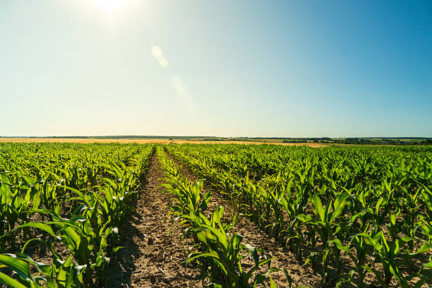 istock Vast cornfield basking in sunlight during daytime in a rural landscape 2233242987