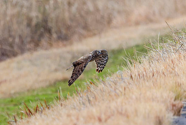 istock Female Hen harrier in flight. 2233243484