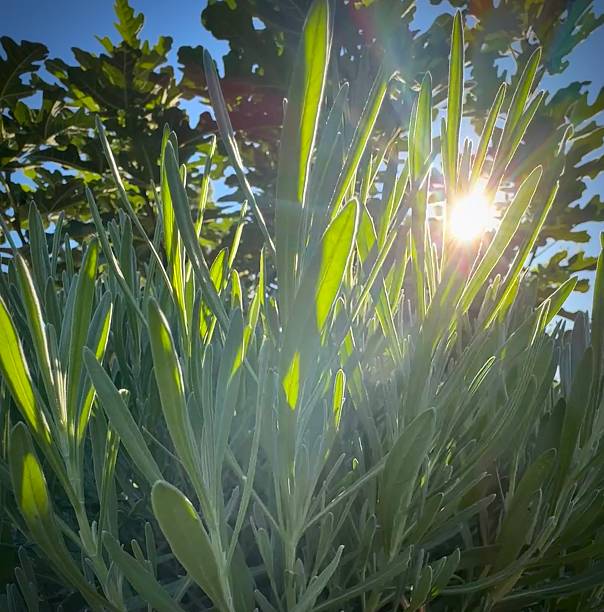 A young lavender plant and sunlight