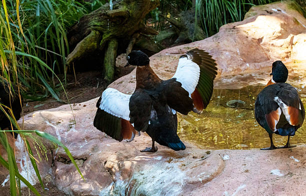 istock A pair of Australian Shelducks (Tadorna tadornoides) 2233245018