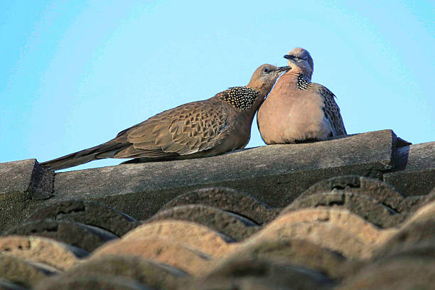 A pair of Spotted Doves (Spilopelia chinensis) kissing each other while perching on a fence in Sydney, NSW, Australia (Photo by Tara Chand Malhotra)