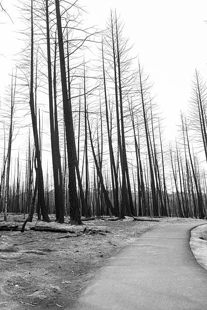 Dramatic scene in the wilderness of the burnt black trees of the mountain forest after devastating wildfire.