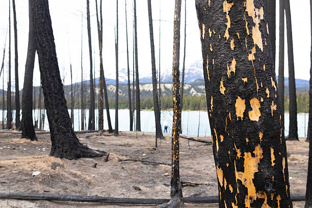 Dramatic scene in the wilderness of the burnt black trees of the mountain forest after devastating wildfire.